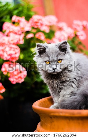 Beautiful kitten sitting in a flower pot with flowers in the background