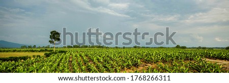 Panoramic view of a beautiful plantain field in the lowlands of the Ecuadorian coast. Royalty-Free Stock Photo #1768266311
