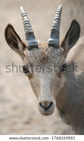 Siberian ibex (Capra sibirica), also Altai or Gobi ibex lives in central Asia. Picture of cute young goat is staring into the camera. Animal with horn. Wildlife