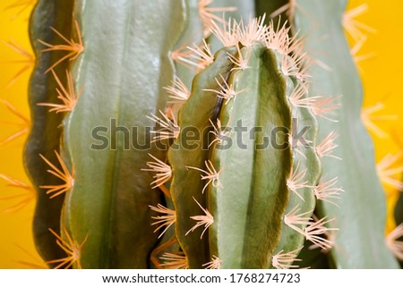 a large green cactus with needles on a background of yellow wall