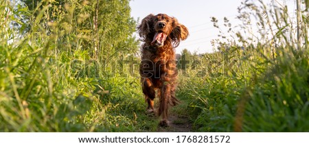 A joyful dog runs along a path surrounded by grass. Irish Red Setter Dog. Photo panorama Royalty-Free Stock Photo #1768281572