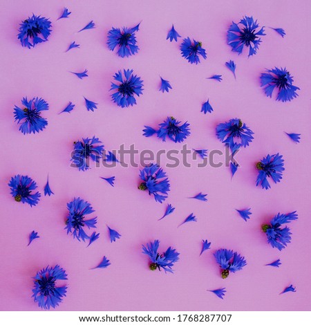  Blue Cornflowers seamless pattern. Blue cornflower.Wallpaper,postcard 