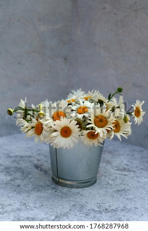 White camomile flowers in flowerpot on Grey background