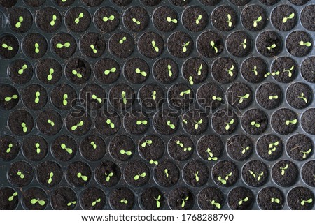 Seedlings in round patterned container 