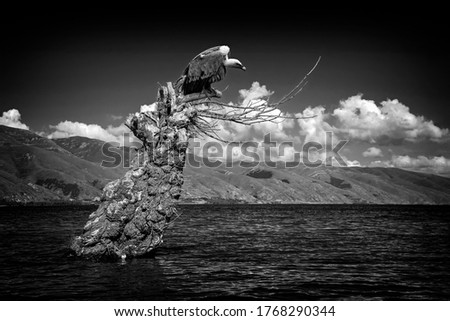 Dramatic scene with Griffon vulture (Gyps fulvus) on branch of died submerged tree in water with mountains and clouds in blue sky on background. Black and white photography