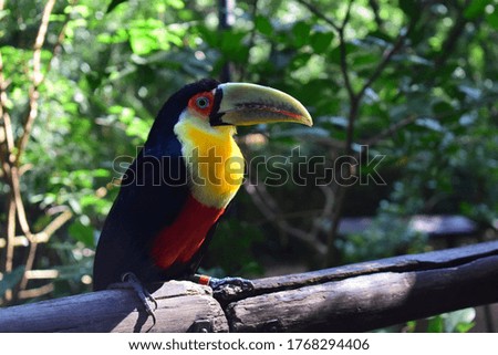 toucan on perch in nature
