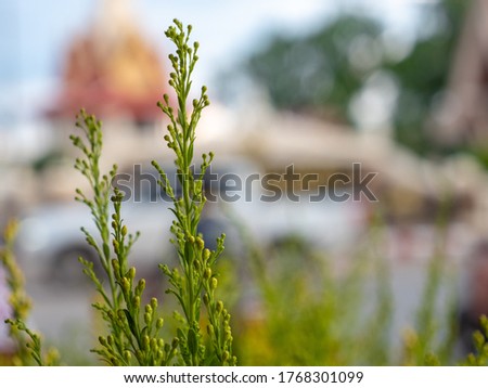 Green grass flowers with beautiful protruding stems as background pictures.