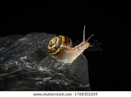 Crawling snail with feelers on a wet rock. Royalty-Free Stock Photo #1768302269