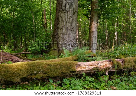 Bunch of ferns next to old monumental oak in spring, Bialowieza Forest, Poland, Europe