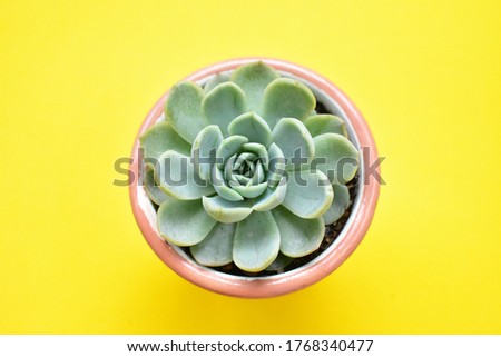 Succulent close up, flat lay, top view, sunny, garden, fresh and warm, blossom, plant concept, botany, home decoration, green flowers, lotus, blossom, spring time