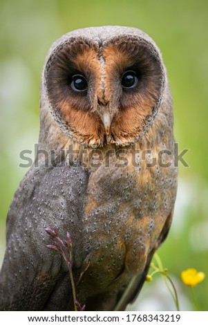 dark form of barn owl with flower