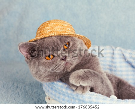 Blue british cat is wearing straw hat lying in a basket