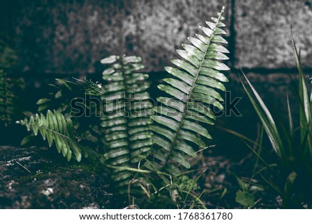 Wild fern leaf moody photo in dark tone. Tropical garden minimalist abstraction. Summer foliage toned photography. Green forest walk. Exotic floral template. Vintage garden card. Blooming nature