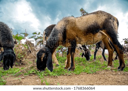 A herd of goat or sheep grazing on the meadow grassland.