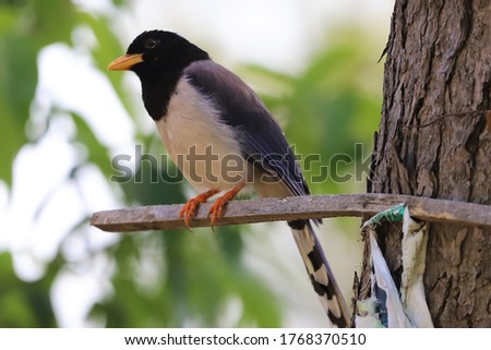 Yellow billed blue magpie is sitting on the branch Selective Focus