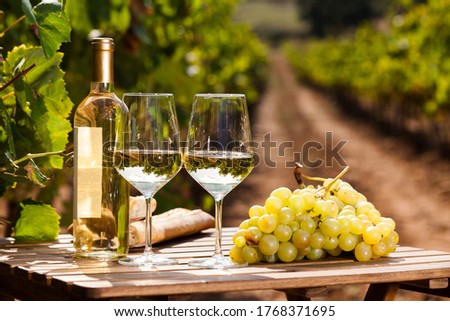 glass of dry White wine ripe grapes and bread on table in vineyard