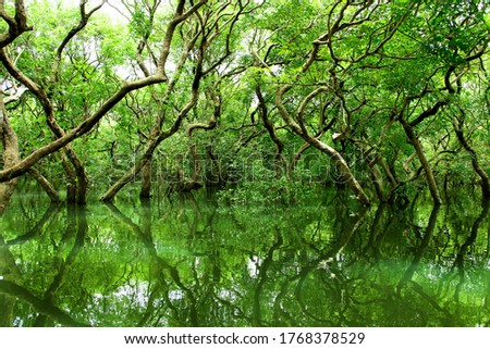 This is the photograph of swamp forrest