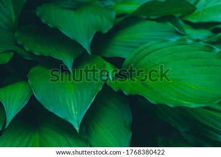 Relaxing summer garden natural green leaves background, close up