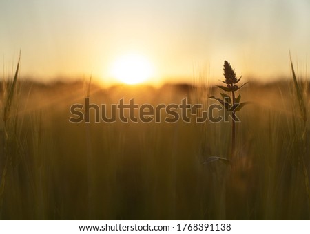Wild flower silhouette against sunset background