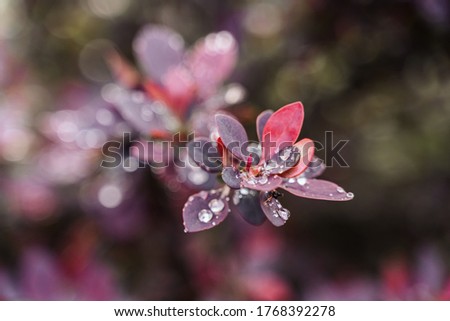 selective focus on purple background from barberry leaves. Natural pink leaves background. Close up of barberry thunbergii or red barberry. foliage with raindrops. botanical wallpaper, copy space