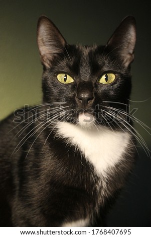 black cat in dark room yellow eyes