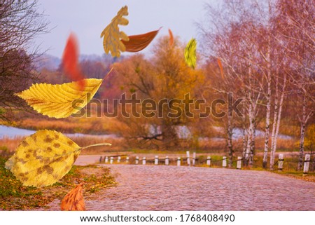 Border frame of autumn leaves falling on landscape background. Beautiful colored autumn leaves falling. Autumn tree leaves natural background