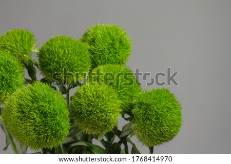 Bunch of dianthus barbatus in glass vase on gray background. Bouquet of turkish carnations macro photo.