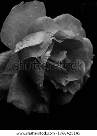 Large pale black and white rose in a black back ground