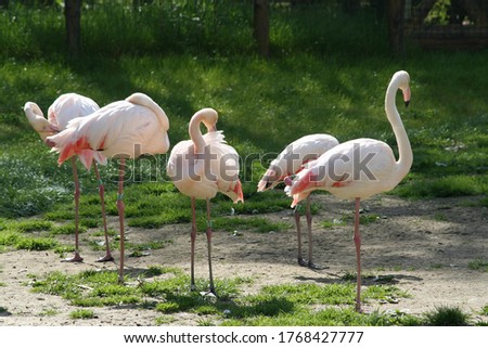 
group of wild flamingo in the grass by the water by the lake in the park during the day