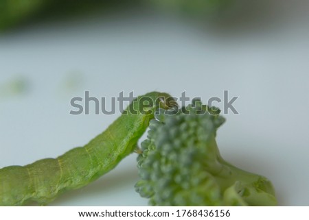 Macro Photography to a green cabbage worm with a green broccoli 
