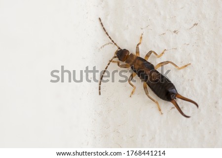 Male of Forficula auricularia European earwig, a species of earwig in the family Forficulidae.