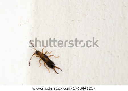 Male of Forficula auricularia European earwig, a species of earwig in the family Forficulidae.