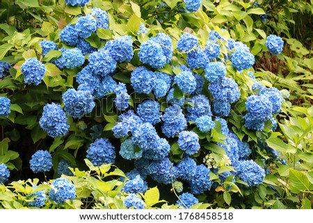 Beautiful hydrangea blooming in the mountains of Japan