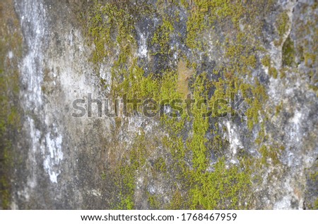 close up moss texture on old walls, suitable for background