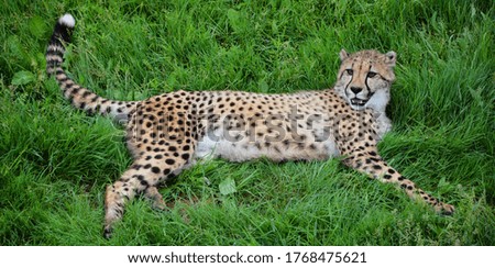 Cheetah is a large-sized feline inhabiting most of Africa and part of the Middle East.The cheetah is the only extant member of the genus Acinonyx,most notable for modifications in the species paws