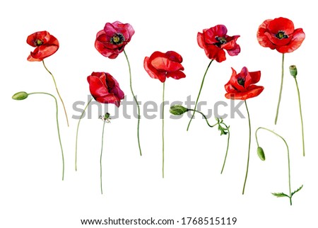 Set of watercolor scarlet poppies on a white background.