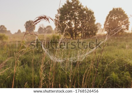 Spider dewdrops. Spider sitting in center of the web. Early morning. Dawn in the Russian field.