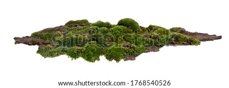 Moss or Mosses on a pine bark, Green moss on a tree bark isolated on white background, with clipping path  Royalty-Free Stock Photo #1768540526