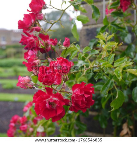 Flowering Climbing English Rose Named Rambling Rosie  Royalty-Free Stock Photo #1768546835