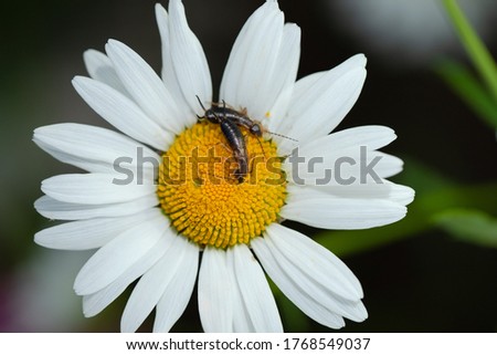 Close Up Of Earwigs On Chamomile Flower, Eating Inflorescence Top View.