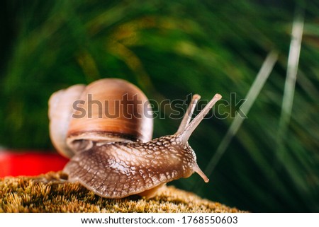 A snail on yellow moss. Green background.