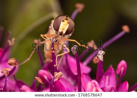 Shallow depth of field view of Hoverfly balancing on Hebe Autumn Glory purple plant.