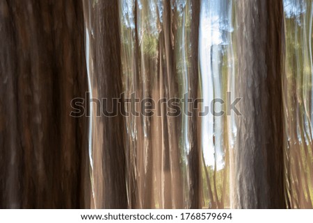 Abstract photo,  trees in autumn,
Tree Abstract With Movement 
