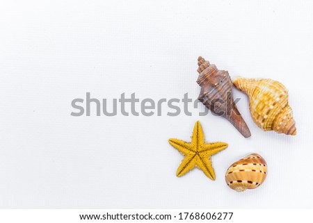 
On a white horizontal background in the lower right corner are three oceanic shells and a yellow starfish. Place for text on the left.