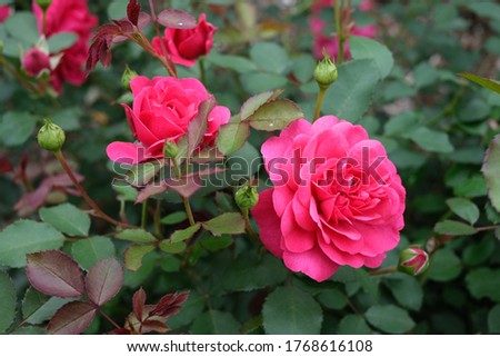 pink rose in summer garden