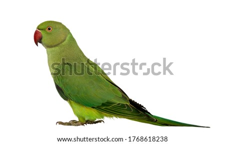 Side view of a Rose-ringed Parakeet, Psittacula krameri, also known as Ring-necked Parakeet against white background Royalty-Free Stock Photo #1768618238