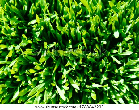 Young wheat. Green grass. Top view. Stock photo.