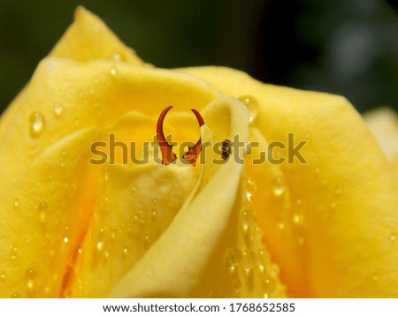 insect pliers on a yellow rose
					