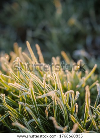 Frozen dew on a grass at sun rise. Nature background. Selective focus, Vertical image.