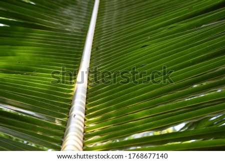 Picture of coconut tree leaves.